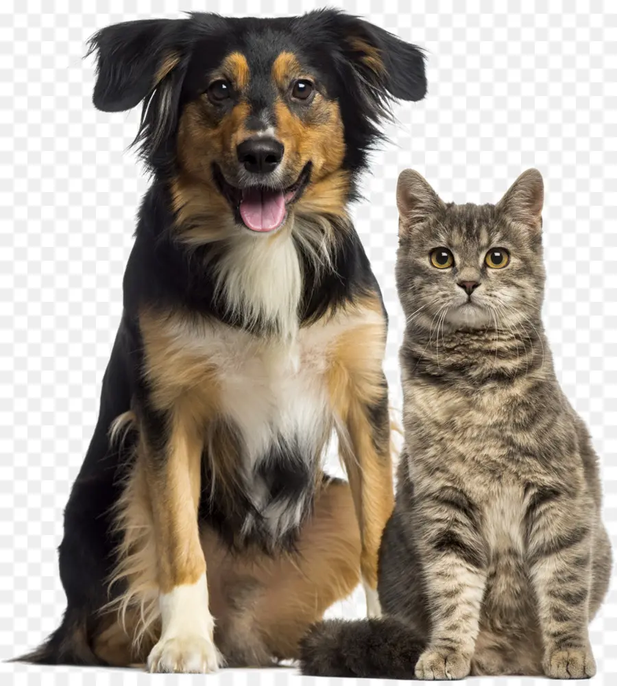 Gato，Perro PNG