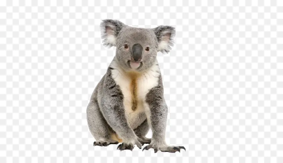 Koala，Oso PNG