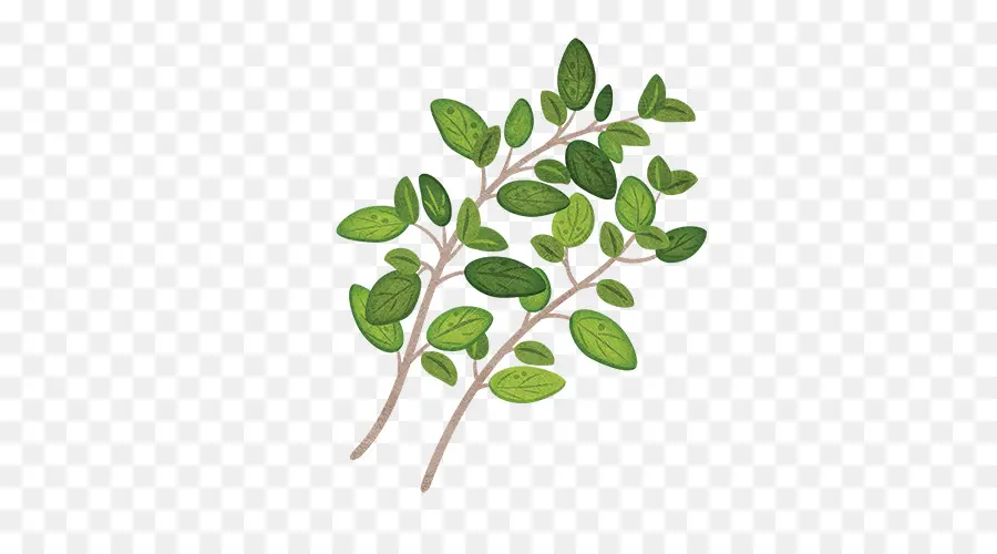 Hojas Verdes，Planta PNG