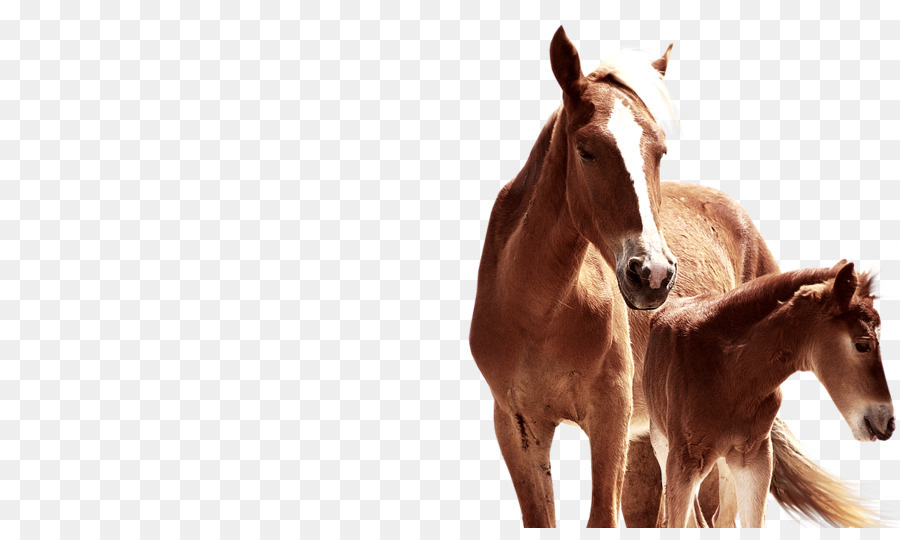 Caballo，Rein PNG