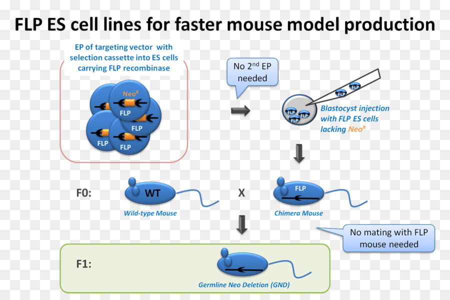 Gen Knockin，Las Células Madre Embrionarias PNG