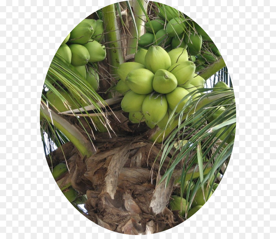 Kerala，Agua De Coco PNG