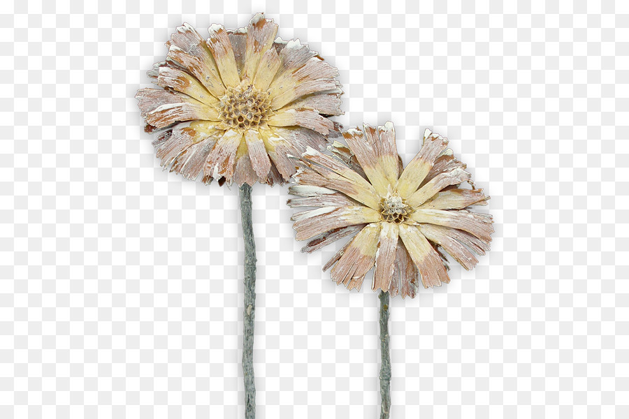 Protea Repens，Sugarbushes PNG