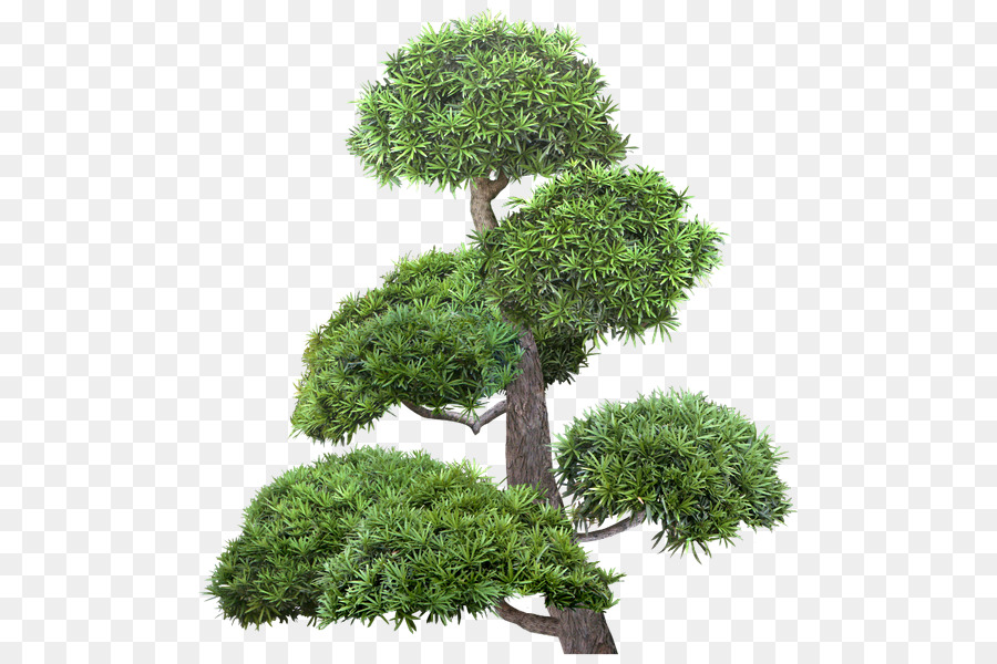 Árbol，Verde PNG