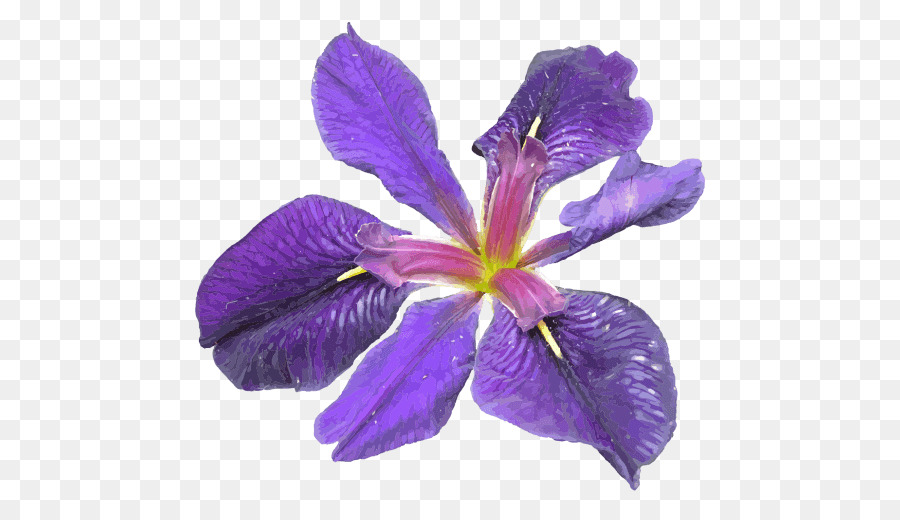 Flor，Florecer PNG