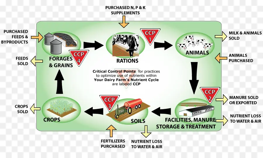 Nutritivo，Ciclo De Nutrientes PNG