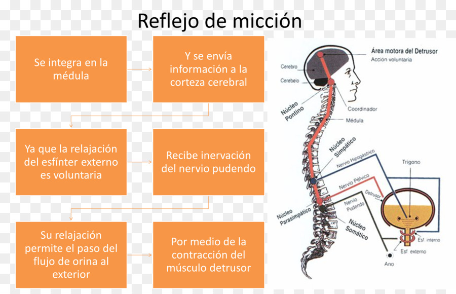 Empleado De Entrada De Datos，Datos PNG