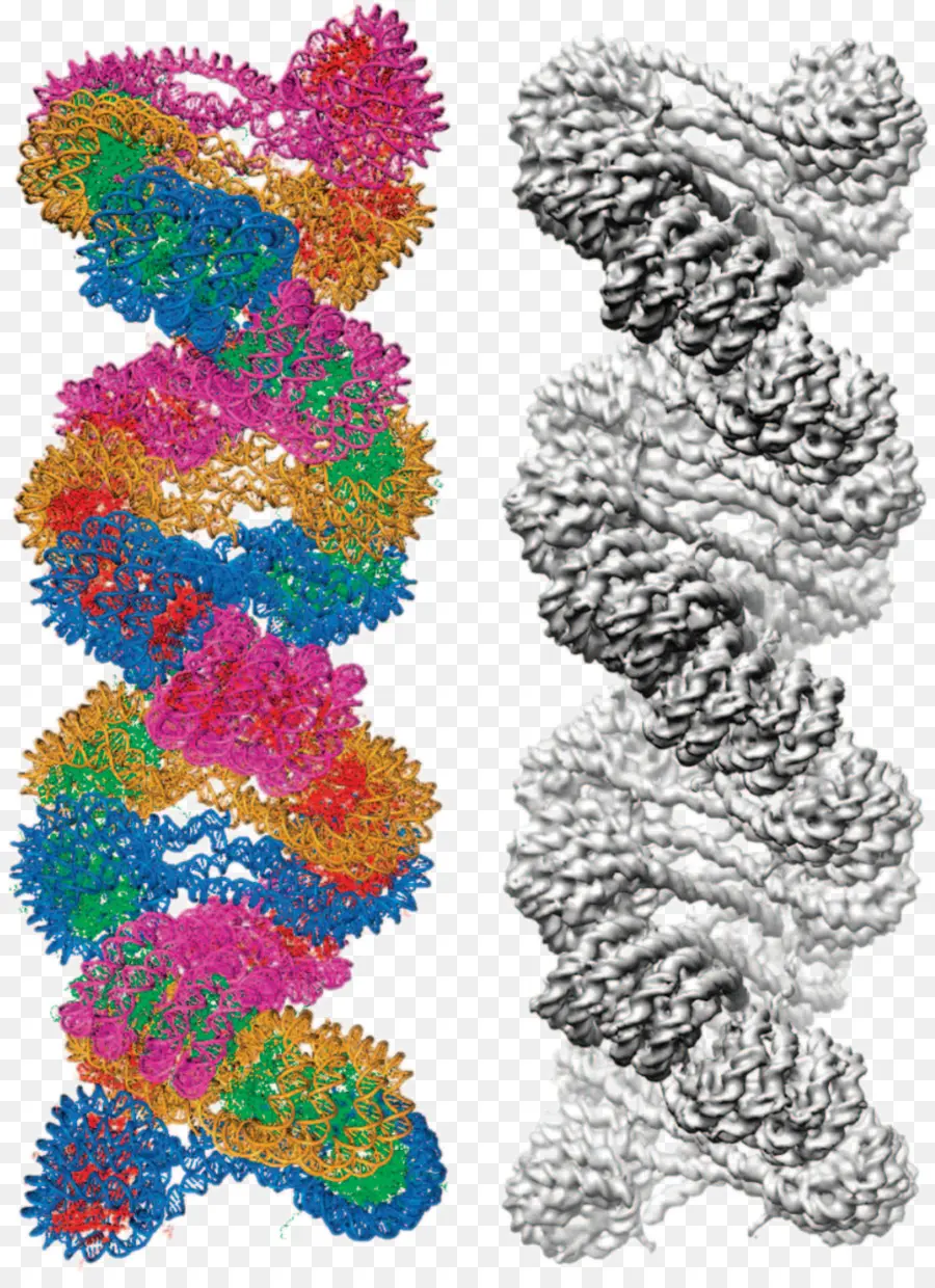 Estructura Del Adn，Molécula PNG