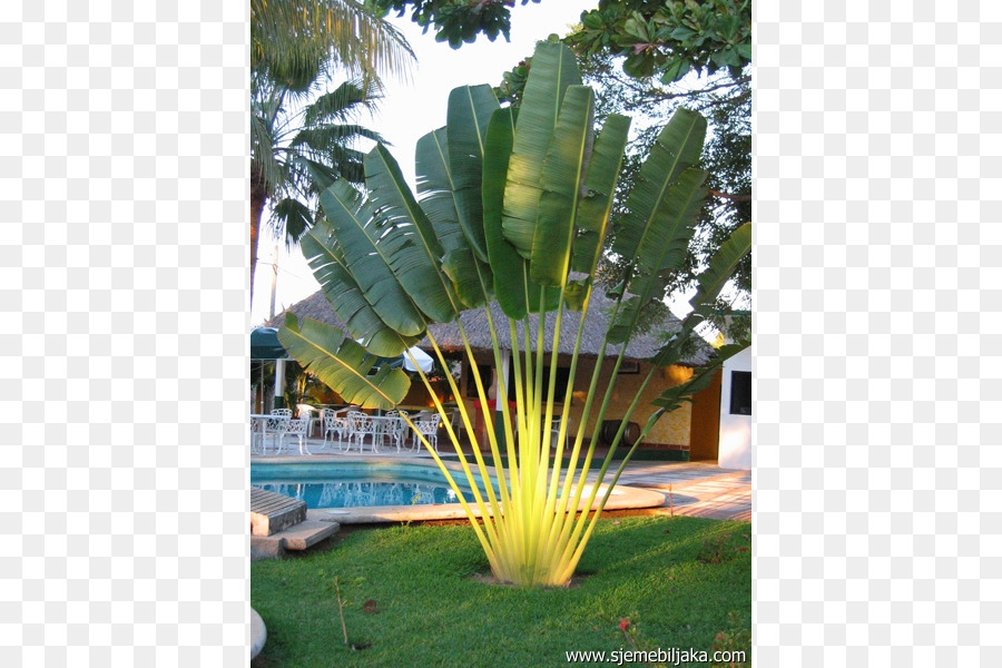 Ravenala Madagascariensis，Arecaceae PNG