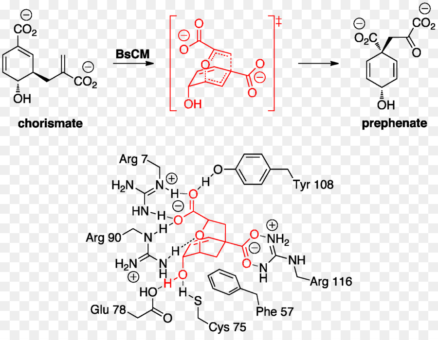 Estructura Química，Molécula PNG