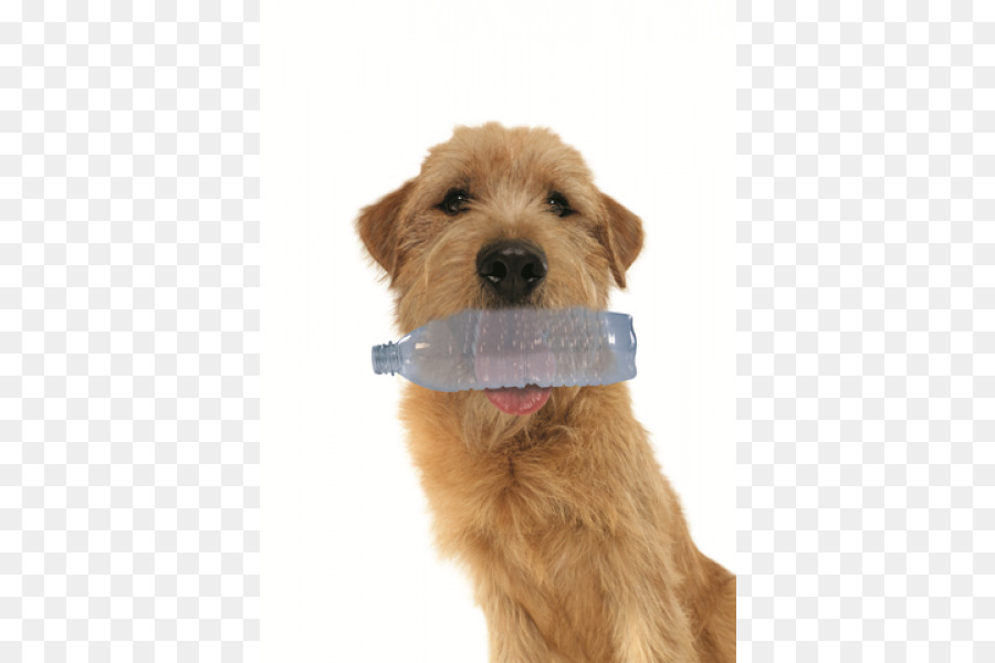 Irish Terrier，Lakeland Terrier PNG