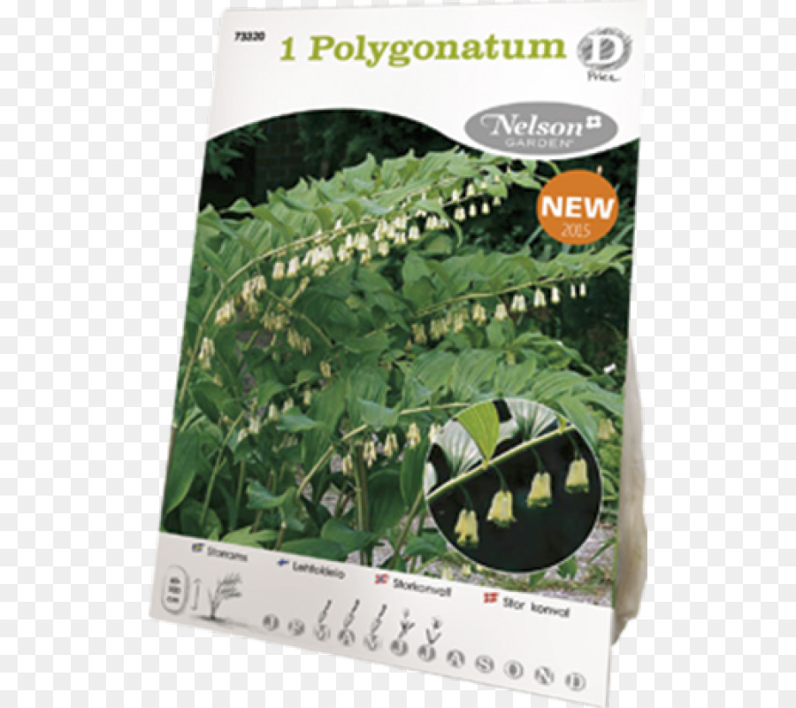 Polygonatum Multiflorum，Arbusto PNG