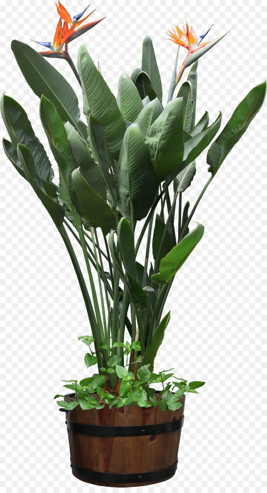 Planta En Maceta，Interior PNG