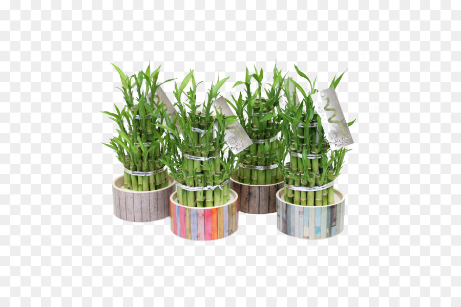 Lucky Bamboo，Bamboo PNG