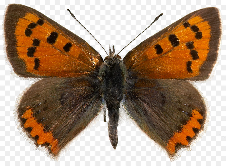 Mariposa，Lycaena Phlaeas PNG