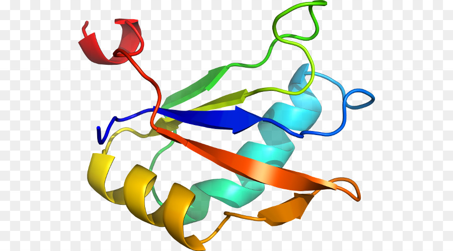 Estructura Proteica，Molécula PNG