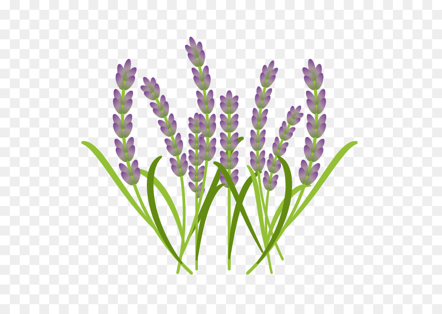 Lavanda Inglesa，Lavanda Francesa PNG