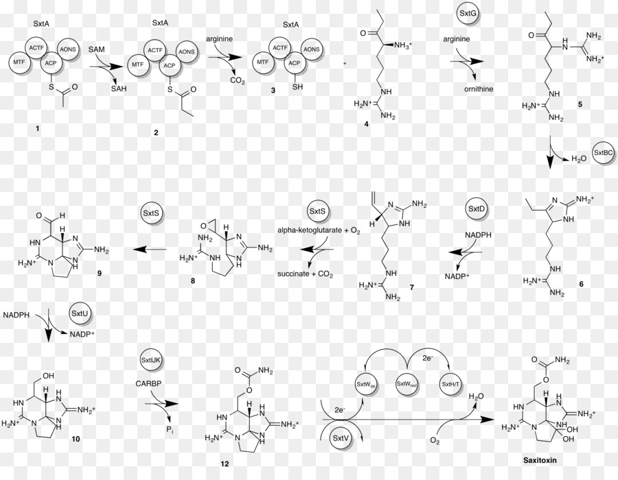 La Saxitoxina，La Toxina PNG