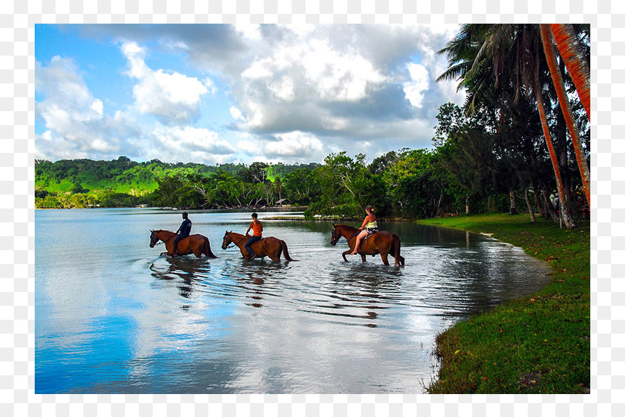 Caballo，Ecuestre PNG