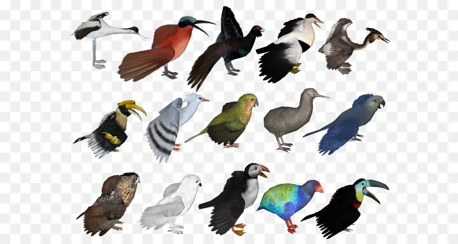 Aves，Vistoso PNG