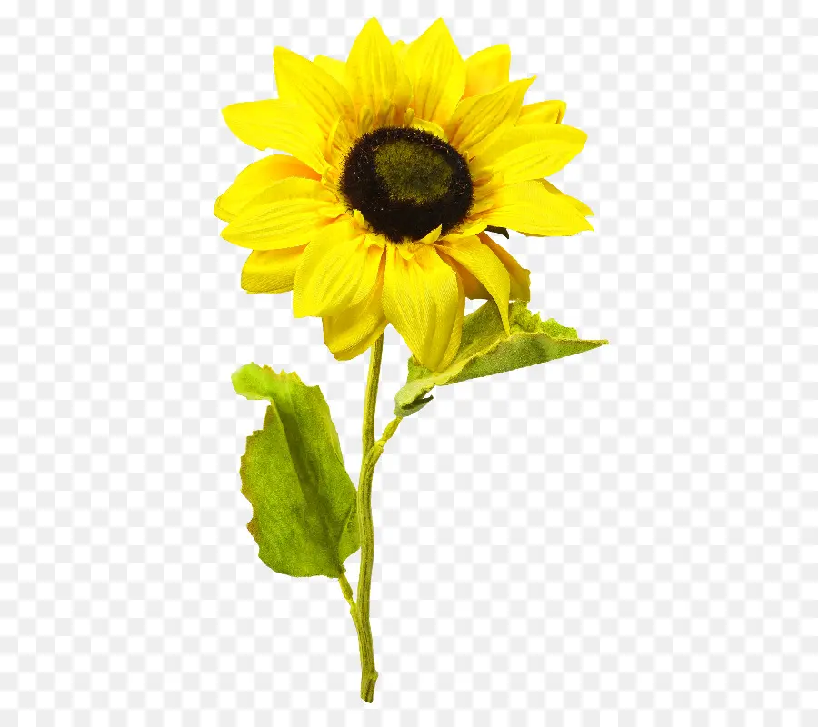 Girasoles Amarillos，Naturaleza PNG