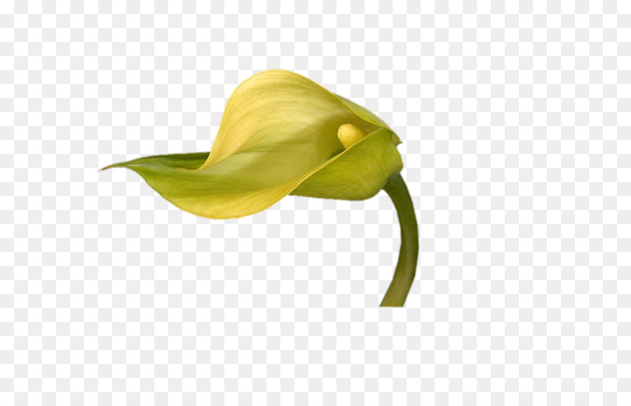 Arum Lirios，Flor PNG