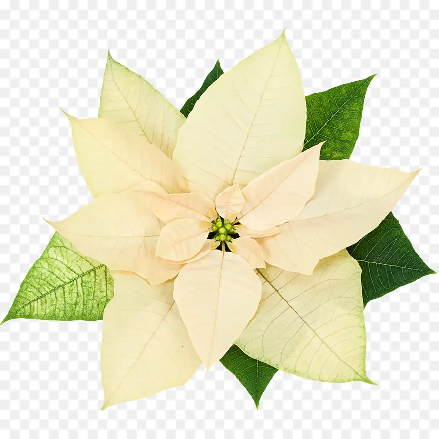 La Flor De Pascua，Planta Interscapes PNG