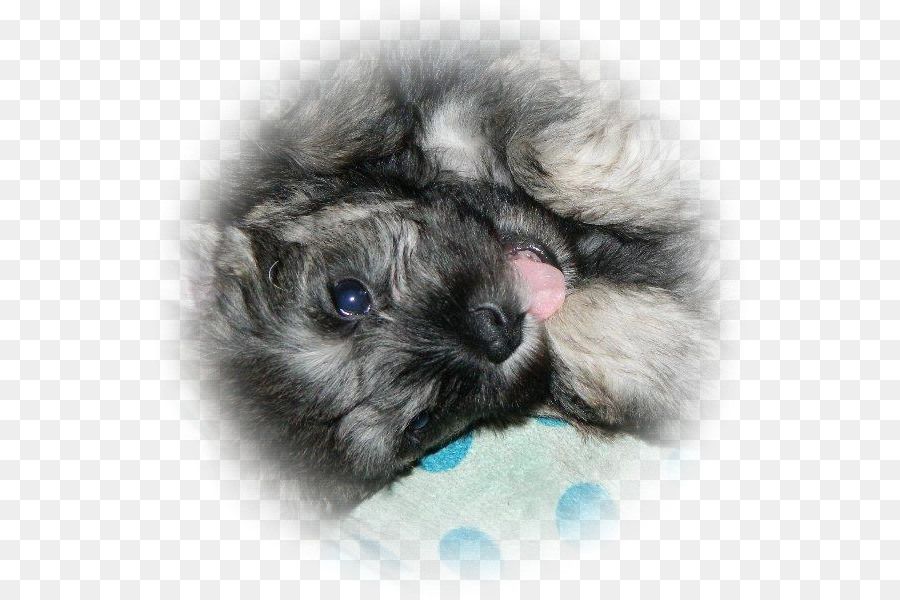 Raza De Perro，Keeshond PNG