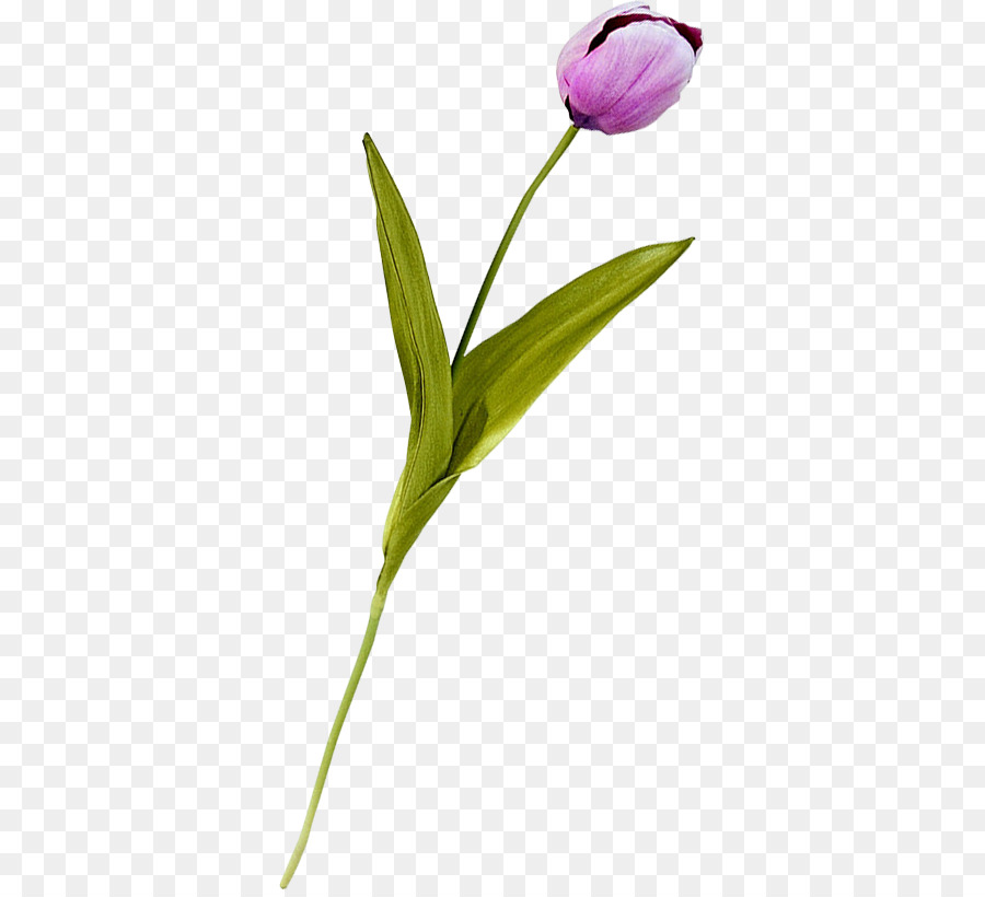 Tulipán Morado，Provenir PNG