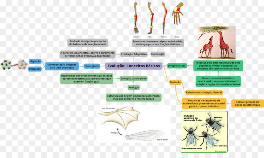 Diagrama De Evolución，Biología PNG