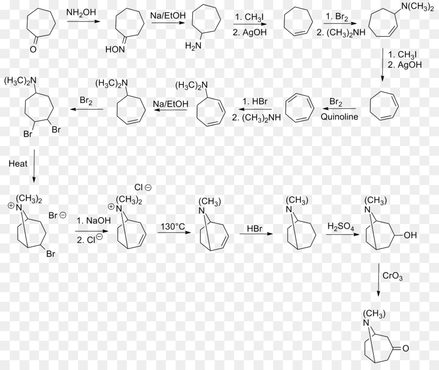 Tropinona，Síntesis Química PNG
