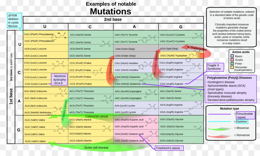 La Mutación，Mutación Sin Sentido PNG