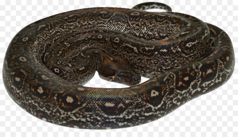 Serpiente，Reptil PNG