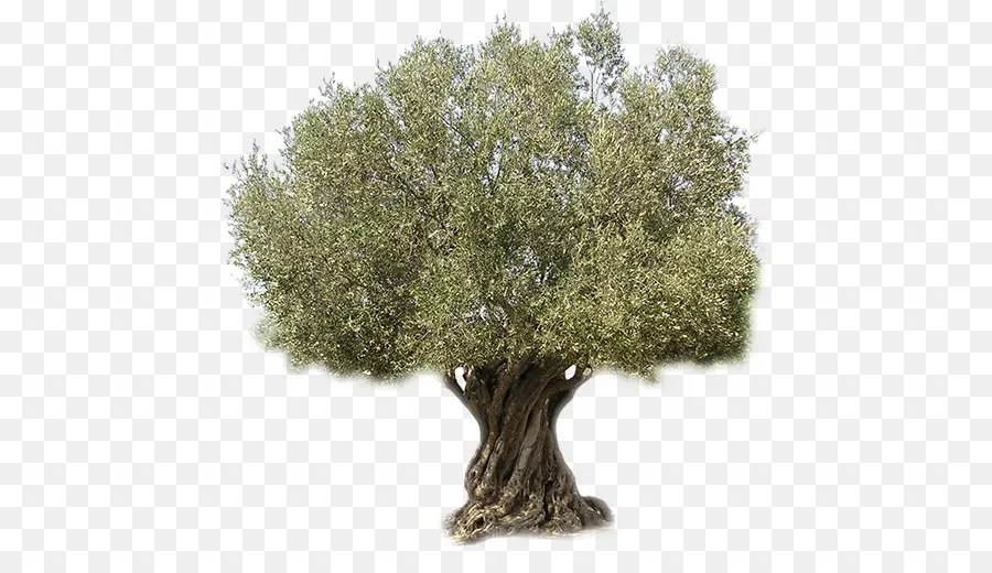 De Oliva，Árbol PNG