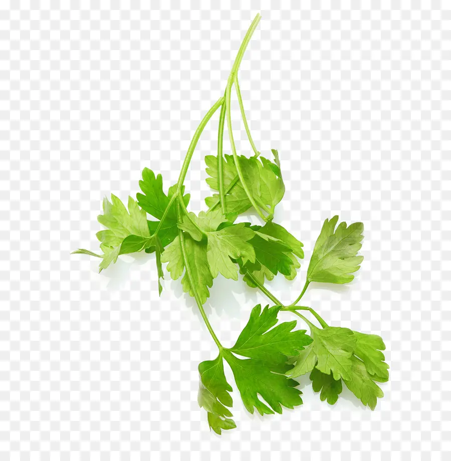 Cilantro，Cocina Mediterranea PNG