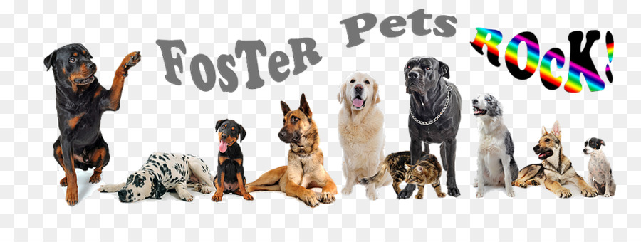 Mascotas De Acogida，Perros PNG