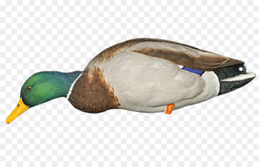 El ánade Real，Pato PNG