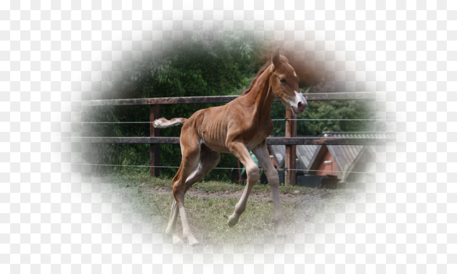 Mare，Foal PNG