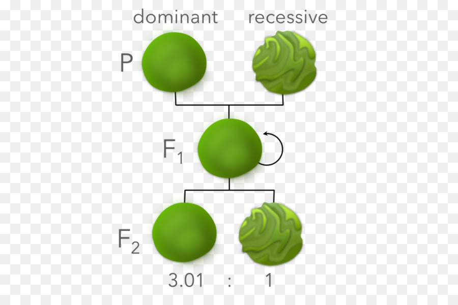 Herencia Mendeliana，Generatie PNG