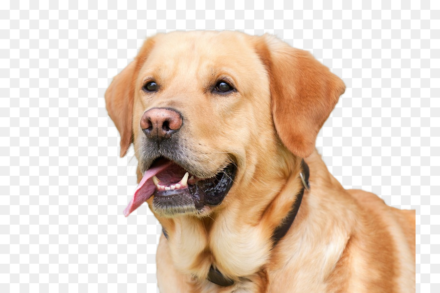 Labrador Retriever，Golden Retriever PNG