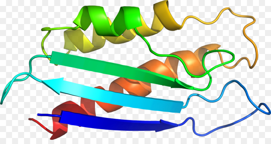 Estructura Proteica，Molécula PNG