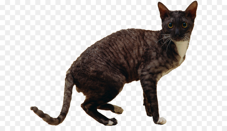 Gato，Mascota PNG