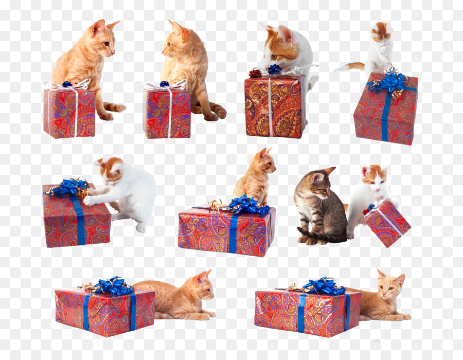 Gato，Regalo PNG