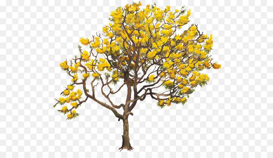 Amarillo，Tabebuia Chrysantha PNG