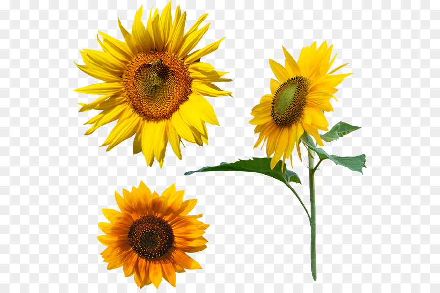 Girasoles，Flores PNG