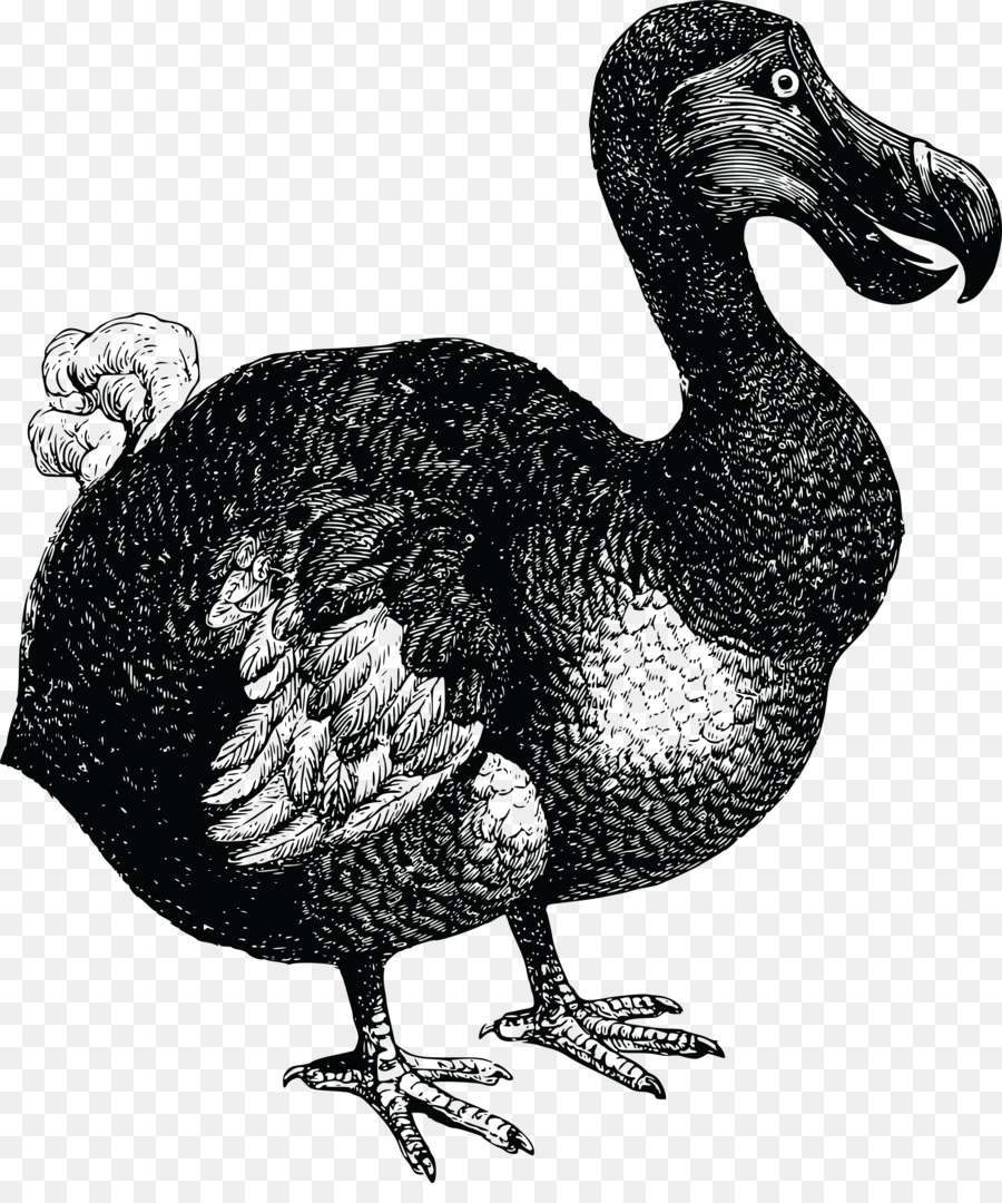 Pájaro Dodo，Extinguido PNG