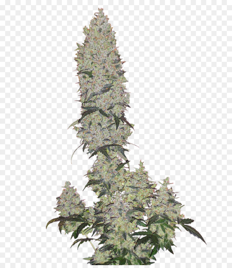 Cogollo De Cannabis，Marijuana PNG