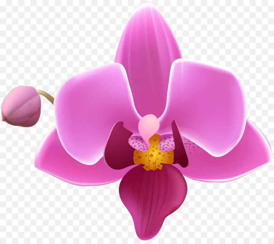 La Polilla De Las Orquídeas，Las Orquídeas PNG