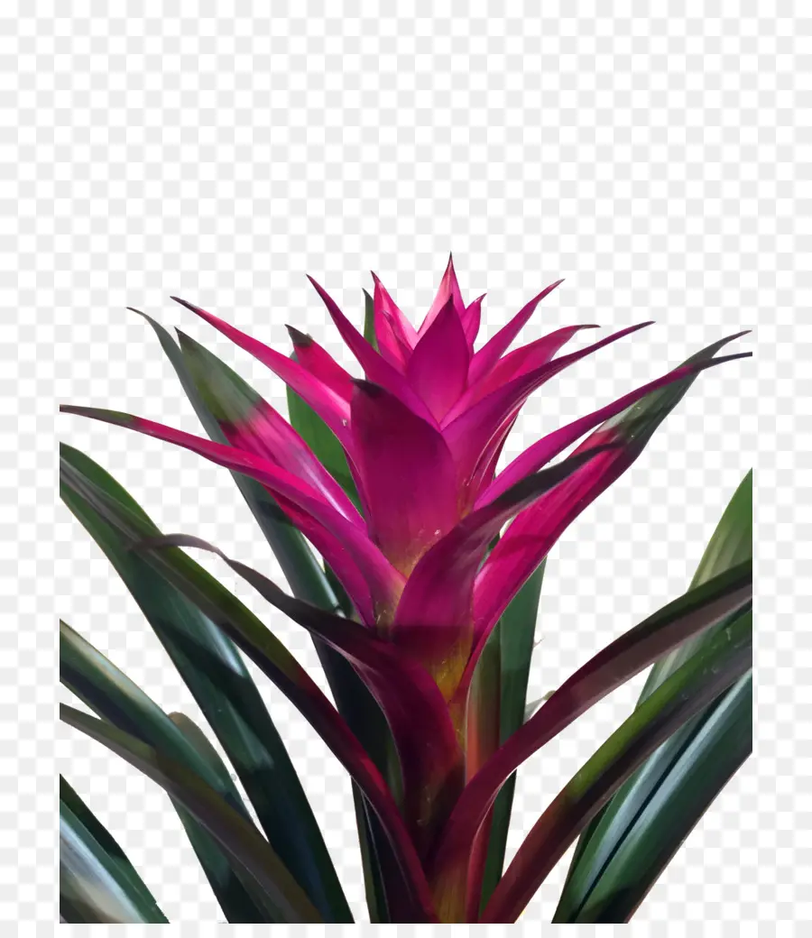 Bromelia，Planta PNG