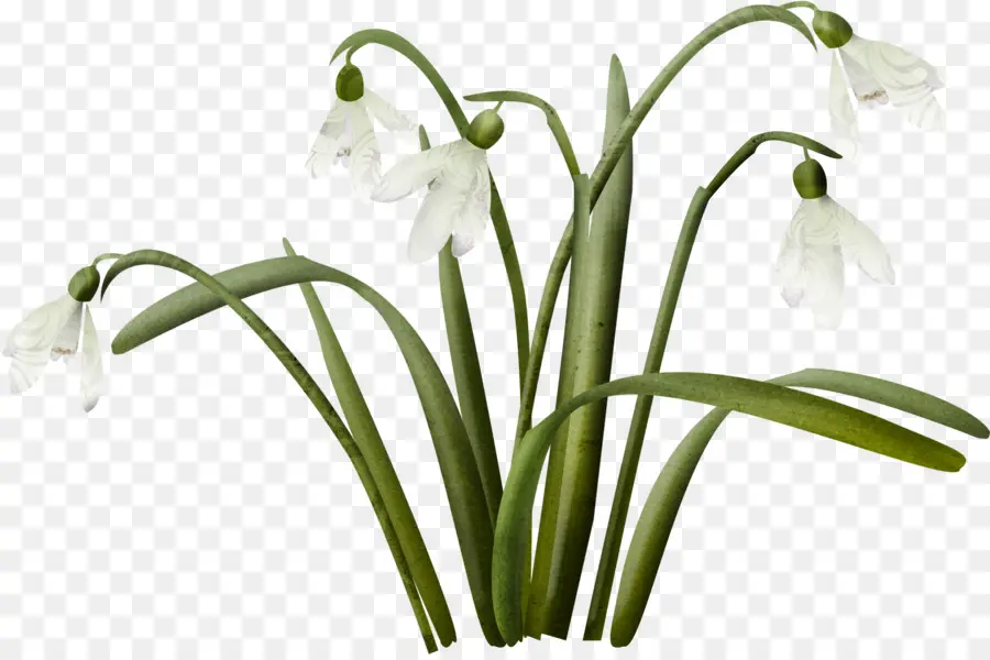 Campanilla De Invierno，Flor PNG